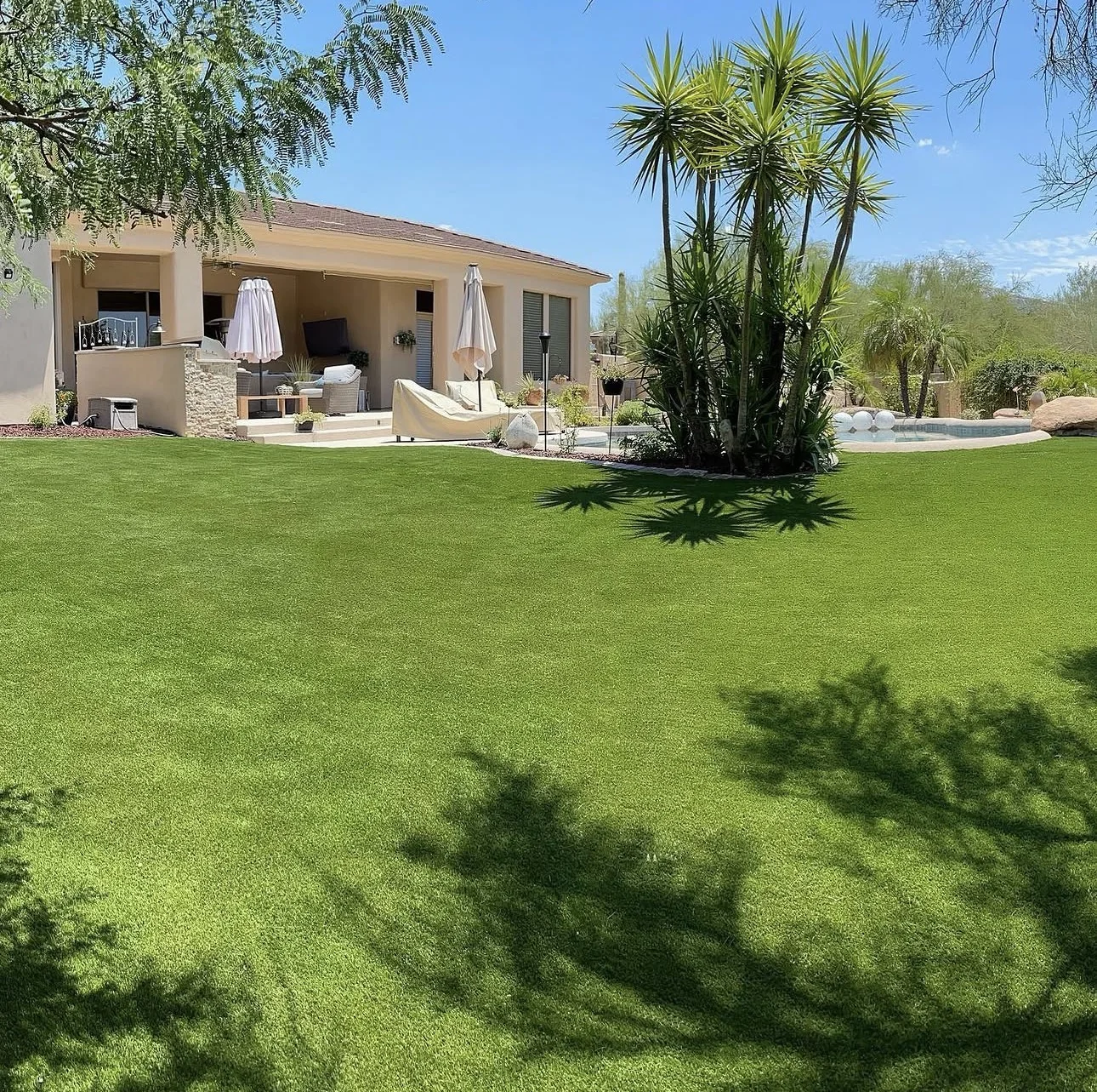 Desert plants and landscaped lawn